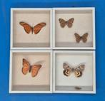 Wanddecoratie - Set van vier vlinderpreparaten - achter glas, Nieuw