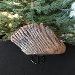 Wolharige mammoet - Fossiele tand - Mammuthus primigenius