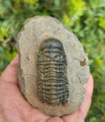 Trilobiet - Gefossiliseerd dier - Cheirurus