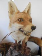 Rode vos Taxidermie volledige montage - vulpus vulpus - 1 cm, Verzamelen, Dierenverzamelingen, Nieuw