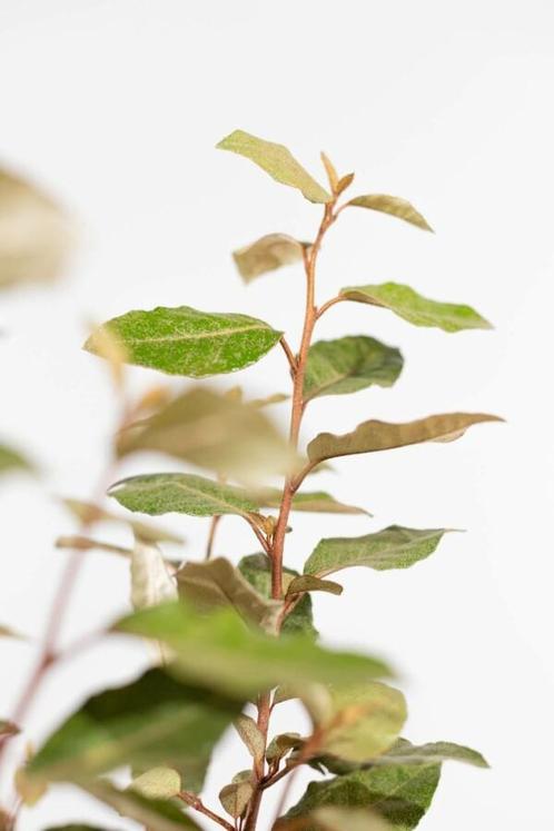 Olijfwilg Elaeagnus Ebbingei Haag 175-200 Kluit, Tuin en Terras, Planten | Struiken en Hagen