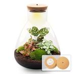 DIY terrarium - Sam Calathea with Light -  30 cm, Huis en Inrichting, Kamerplanten, Verzenden