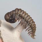 Trilobiet - Gefossiliseerd dier - Crotalocephalina gibbus -