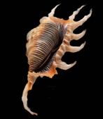 Adembenemende kleur en perfecte staat