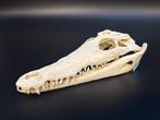 Nijlkrokodil Schedel - Crocodylus niloticus - 6 cm - 9 cm -, Nieuw