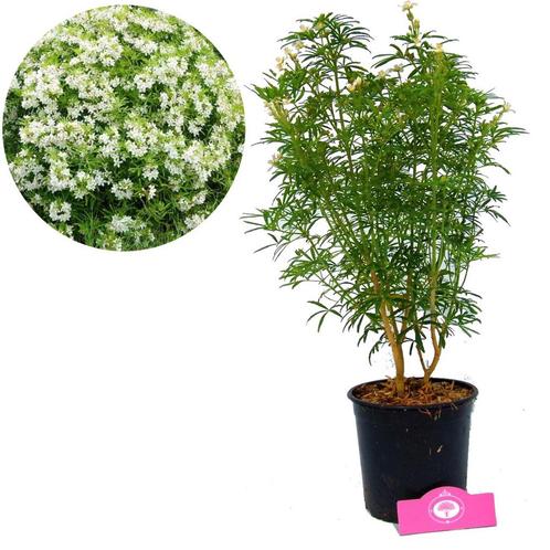 Choisya Aztec Pearl, Tuin en Terras, Planten | Tuinplanten, Verzenden