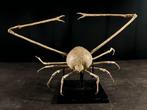 Belangrijk en zeldzaam verzamelobject. Taxidermie volledige, Antiek en Kunst