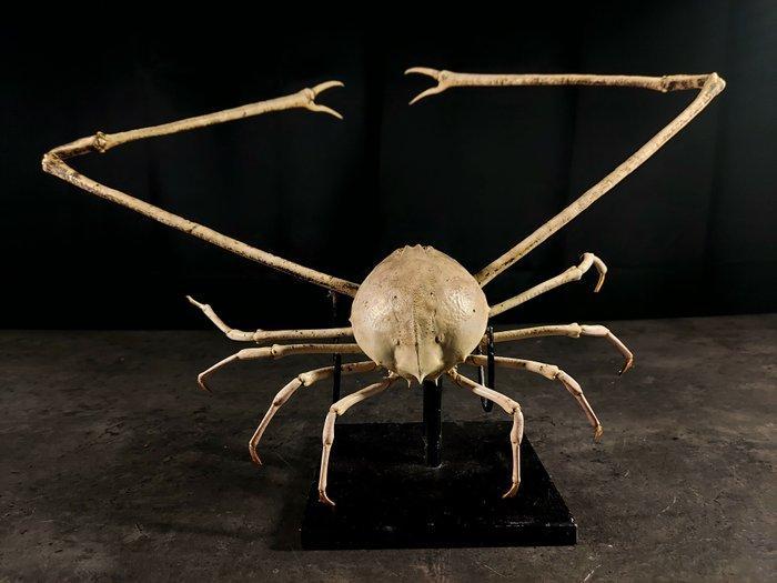 Belangrijk en zeldzaam verzamelobject. Taxidermie volledige, Antiek en Kunst, Curiosa en Brocante