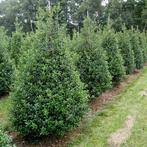 Hulst Ilex meserveae Blue Prince Haag 150-175 Kluit
