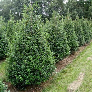 Hulst Ilex meserveae Blue Prince Haag 150-175 Kluit, Tuin en Terras, Planten | Struiken en Hagen