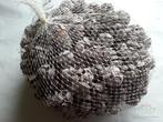 Cypressus Frosted 1 kilo Cypres, Ophalen of Verzenden, Nieuw