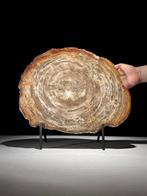 Indrukwekkende grote plak versteend hout op een op maat