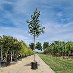 Sierkers boom | Prunus Kanzan | roze bloesem