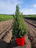 500 stuks mooie gezonde Picea gl CONICA December 50-60 cm