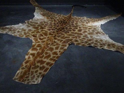 Northern Giraffe Skin - Taxidermie volledige montage -, Verzamelen, Dierenverzamelingen