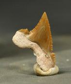 Shark Tooth - fijn gekarteld - Fossiele tand -