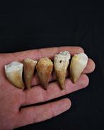 Collectie van enorme tanden van een mosasaurus - Fossiele, Verzamelen, Mineralen en Fossielen