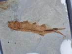 Vis - Gefossiliseerd dier - Lycoptera - 11 cm (Zonder, Verzamelen, Mineralen en Fossielen