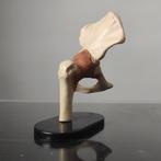 Anatomisch model (3) - Hars, Plastic - 1990-2000 -, Antiek en Kunst