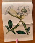 Louis van Houtte - Flore des Serres et des Jardins de