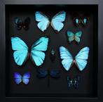 Vlinder Taxidermie volledige montage - Arhopala hercules/