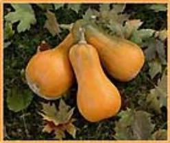 Sonca Butternut Orange - 50 zaden Sonca Butternut Orange, Hobby en Vrije tijd, Knutselen, Nieuw, Ophalen of Verzenden