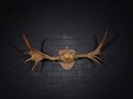Canadian Elk/Moose Schedel - Alces alces - 50 cm - 50 cm -, Verzamelen, Nieuw