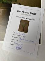 Tessa Posthuma de Boer - Love in a mist