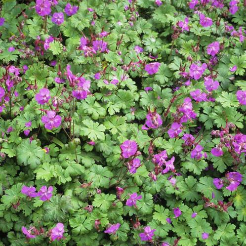 Geranium cantabrigiense Cambridge - Potmaat 9x9 cm, Tuin en Terras, Planten | Tuinplanten, Ophalen of Verzenden