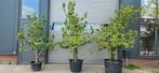 Peren conference laagstam handperen peer  perenboom in pot, In pot, Overige soorten, 250 tot 400 cm