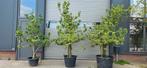Perenboom-conference-handperen.leiperen.oude perenbomen, In pot, Overige soorten, 250 tot 400 cm