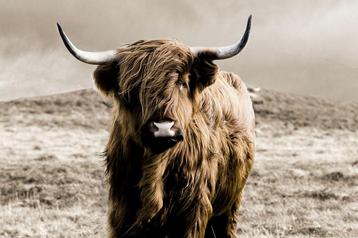 Glasschilderij Schotse Hooglander | 577 beschikbaar voor biedingen