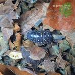 Armadillidium Frontetriangulum Corfu isopods / pissebedden, Dieren en Toebehoren, Overige soorten