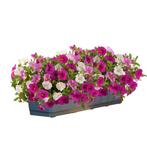Calibrachoa Mixmaster - Pink Paradise / Balkonbak 40 cm, Ophalen of Verzenden
