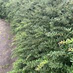 Berberis Thunbergii - Zuurbes (Kale Wortel) - 25-40 Cm, Tuin en Terras, Ophalen of Verzenden, Lente, Volle zon