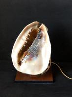 Tafellamp - Grote schelp “Grote Keizerhelm” - schelp en hout, Antiek en Kunst
