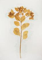 herman de vries (1931) - atropa belladonna, Antiek en Kunst
