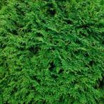 Groene haagconifeer - Thuja occidentalis Brabant - 250-275, Ophalen of Verzenden