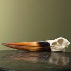 Zadelbekooievaar Schedel Taxidermie Opgezette Dieren By Max, Verzamelen, Dierenverzamelingen, Ophalen of Verzenden, Nieuw, Vogel