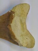 Megalodon - Fossiele tand - 13 cm