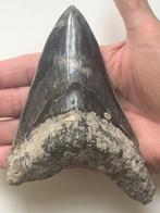 Enorme Megalodon tand 13,7 cm - Fossiele tand - Carcharocles