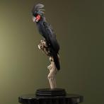 Palm, aka Goliath Cockatoo Taxidermie volledige montage -, Nieuw