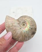 Ammoniet Iriserend (zie filmpje), Verzamelen, Ophalen of Verzenden