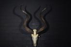 Greater Kudu Skull - Tragelaphus strepsiceros - 65×35×105 cm, Nieuw