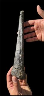 thagomizer - Fossiel skelet - Thyreophora dinosaur - 33 cm -, Verzamelen, Mineralen en Fossielen