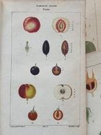 Francois Pierre Chaumeton / Ernestine Panckoucke - Lot with
