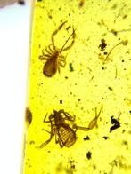 Barnsteen (Zonder minimumprijs)