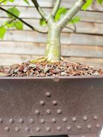 tilia cordata bonsai (winterlinde/ kleinbladige linde) -