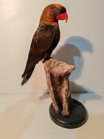 Sombere lori Taxidermie volledige montage - Pseudeos fuscata, Nieuw