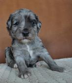 Puppys Mini Labradoodle x Labradoodle/Australian Sheperd, Parvo, 8 tot 15 weken, Meerdere, Meerdere dieren